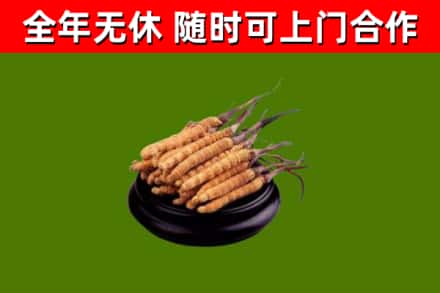 锡林郭勒烟酒回收冬虫夏草.jpg